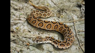 Russells Viper  One Of The Most Venomous Snakes Of The World [upl. by Notlil]