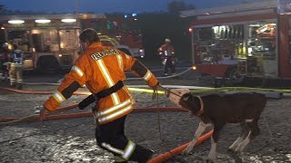 VOLLBRAND einer STALLUNG  Großeinsatz für die Feuerwehr  Kälber aus Stall gerettet  E [upl. by Hamlin]