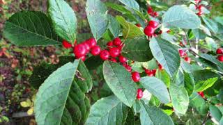 Ilex verticillata Aquifoliaceae Michigan holly winterberry [upl. by Wivinia]