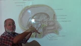 Neuroanatomy 100  Dural folds amp dural venous sinuses  part 1   by Dr Wahdan [upl. by Philina]