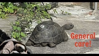 Aldabra Tortoise Care [upl. by Harima]