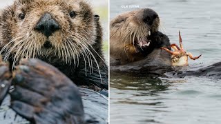 Hungry sea otters helping restore California estuary [upl. by Anikal403]