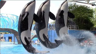 Orca Encounter Full Show  SeaWorld Orlando  April 8 2021 [upl. by Ahsieket]