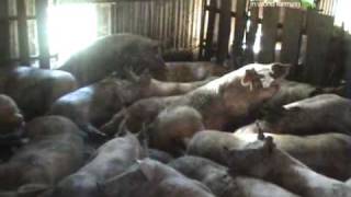 EU pig farm investigation by Compassion in World Farming [upl. by Tenneb]