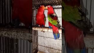 Chattering Lory pair foryou birds allbirdslover viralvideo parrot [upl. by Fogg]