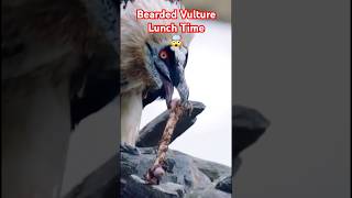 Bearded vultures specialize in eating bones trending shorts vultures [upl. by Adnov399]