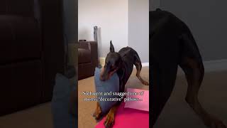 Doberman Diaries  Episode 17 [upl. by Molli]