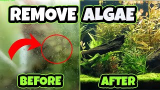 HOW TO Remove Algae in SECONDS [upl. by Noirb]