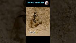 Ant vs antlion 😮 shortsviralantantlion [upl. by Nyleahs]