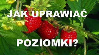 UPRAWA POZIOMEK  krok po kroku  od wysiewu nasion do zbioru owoców [upl. by Noicpecnoc]