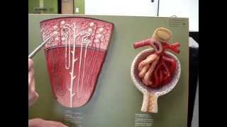 Renal Blood Flow 2 [upl. by Kcirrad]