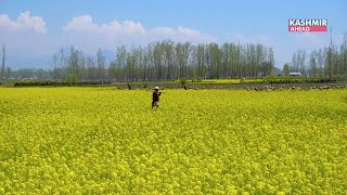 Vegetable farming with modern technology generating employment [upl. by Eneleuqcaj295]