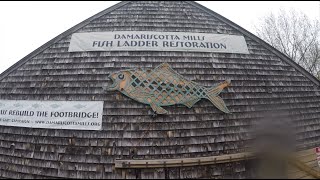 Damariscotta Fish Ladder 2022 [upl. by Eldreeda884]