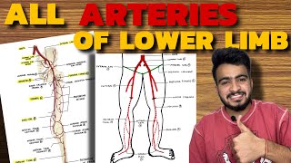 ALL ARTERIES OF LOWER LIMB  Femoral Artery  Popliteal Artery  Dorsalis Pedis Artery [upl. by Losse]