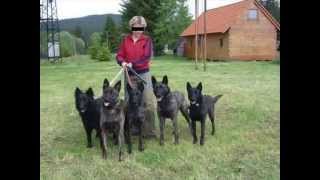 Hollandse Herder Holländischer Schäferhund [upl. by Atnicaj]