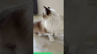 Meet The Birman Cat [upl. by Bartram681]