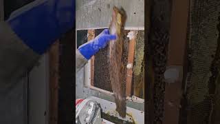 Rescuing A 3 Year Old Beehive  bees honey savethebees shorts [upl. by Yznyl]