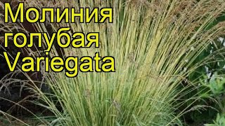 Молиния голубая Вариегата Краткий обзор описание характеристик molinia caerulea Variegata [upl. by Florella]