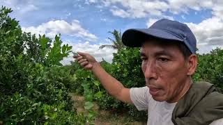 MAINTENANCE NG CALAMANSI SA BUNGA DIN KINUKUHA [upl. by Sheline]