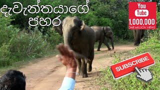 Elephant Attack in National park  Subscribe our Chanel👈👈  elephantattack elephant [upl. by Assilana]