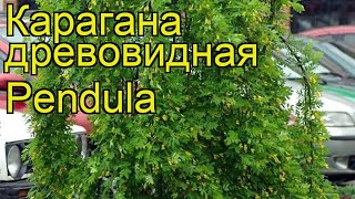 Карагана древовидная Пендула Краткий обзор описание характеристик caragana arborescens Pendula [upl. by Enaerb]