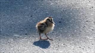 American Woodcock [upl. by Puttergill]