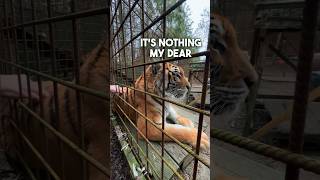 Release a tiger from a circus in the wild  tiger tigerlove lion normandie caressedetigre [upl. by Yaj]