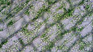 Chloroplasts moving by cytoplasmic streaming in elodea leaf cells Microscope 40x view [upl. by Belinda]