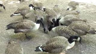 Who can pick Canada Goose Peppa out from a crowd saltygoose [upl. by Otrebogir834]