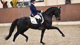 Escamillo M first test Escolar x Rohdiamant approved stallion [upl. by Ahseat531]