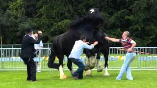 Stallion Fight Two Irish Shires [upl. by Gurevich]