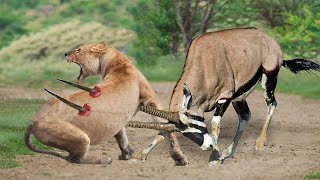 Moment Of Horror Of Lion King Top 5 Antelope That Can Take Down LIONS  Gemsbok Kudu Wildebeest [upl. by Bascomb840]