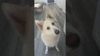 My dogs whole life flashed before her eyes dog subscribe bestfriend lol dogshorts trending [upl. by Nagle333]