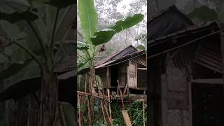 Pemadam Kelaparan Beraksi Saat Hujan Deras Mengguyur Di Rumah Pasangan Muda Di Tengah Hutan [upl. by Charie]