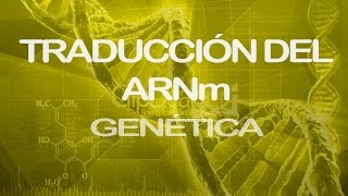 Traducción del ARNm Parte 1  Genética [upl. by Baily]