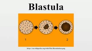 Blastula [upl. by Mariska]