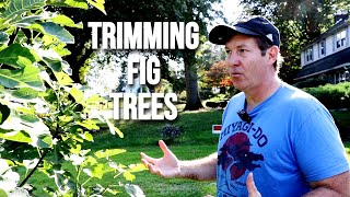 Trimming Fig Trees How Much Dos amp Donts [upl. by Knowles]