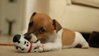 Lucy The Jack Russell Puppy [upl. by Haon57]