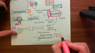 Homologous Recombination for Double Strand Breaks Part 4 [upl. by Kast]