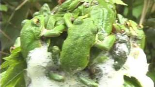 Forest Green Tree Frog モリアオガエル Rhacophorus arboreus [upl. by Nivri327]