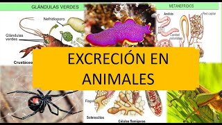 Sistema Excretor en Animales Invertebrados [upl. by Normalie]