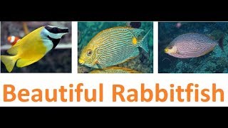 Six Beautiful Rabbitfish For Saltwater Aquarium [upl. by Kirsch]