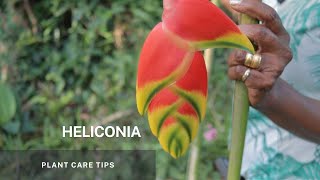 Heliconia  Simple propagation through division of its Rhizome and Plant Care tips [upl. by Azpurua]