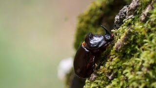 Lo Scarabeo Rinoceronte Oryctes nasicornis [upl. by Leugimesoj]