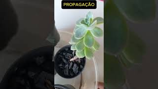 GRAPTOVERIA FANTOME Shorts 1432 plants succulents suculentas [upl. by Anitrebla]