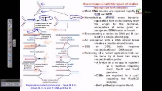 Recombinational repair of stalled replication fork [upl. by Luaped483]