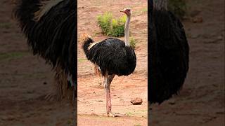 Ostrich  animals faster than cars [upl. by Yurt]