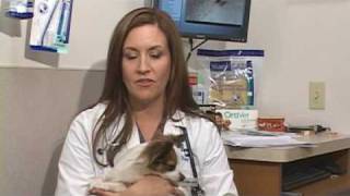 Dog Health Treatment amp Advice  Removing a Tick From a Pet [upl. by Proctor853]