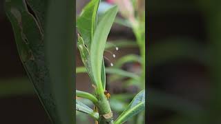 Desert Rose Beneficial Insect Lacewings they eat aphids [upl. by Sama]