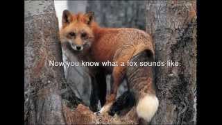 Screaming Foxes  Audio [upl. by Keith]